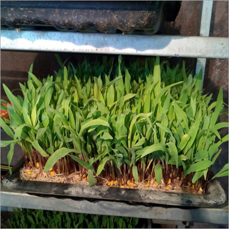 Hydroponic System