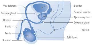 Hydrocoele Surgery