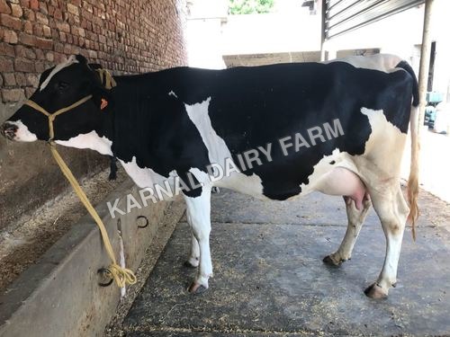 HF Cow