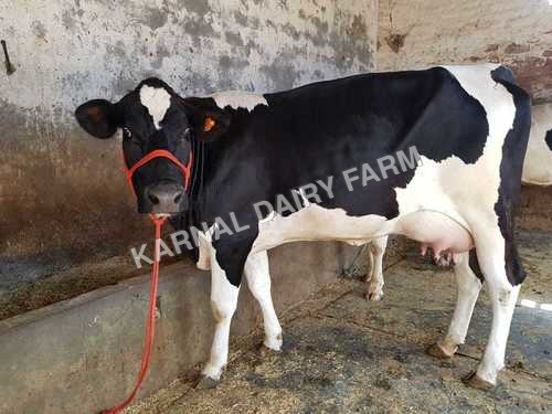 Indian HF Cow