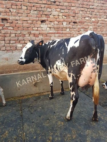 Holstein Friesian Cow