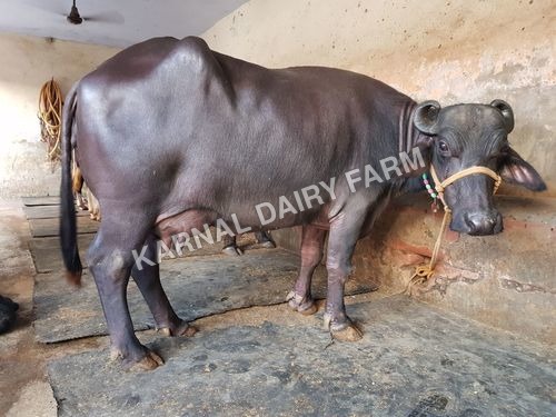 Dairy Murrah Buffalo