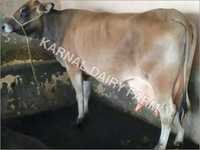 Jersey Cow