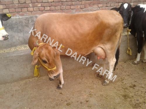HF Jersey Cow