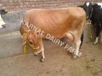 Hf Jersey Cow - 450-550 Kg Weight, 120-130 Cm Height, Brown Color | High Milk Yield, Healthy Breed, Disease Resistant, Good Temperament