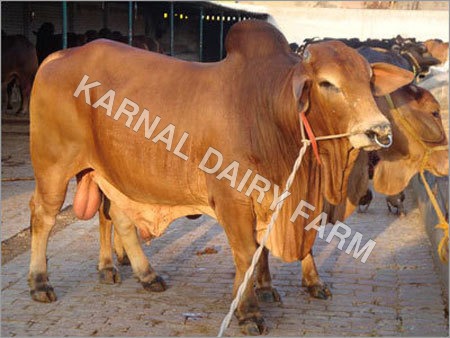 Sahiwal Dairy Bull
