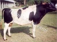 Indian Hf Bull - 800-1200 Kg, 140-160 Cm Tall, Black And White | Complete Vaccination, High Fertility Rate, Disease Free For Breeding And Farming