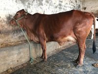 Dairy Sahiwal Cow