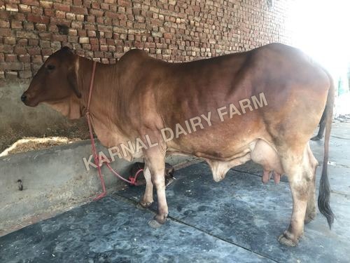Indian Sahiwal Cow