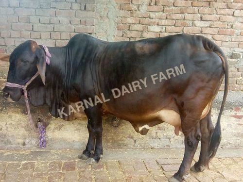 Black Sahiwal Cow