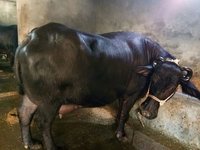 Indian Murrah Buffalo