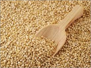 Quinoa Seed