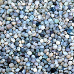 Guar Seed