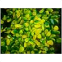 Green Yellow Aquarium Pebbles