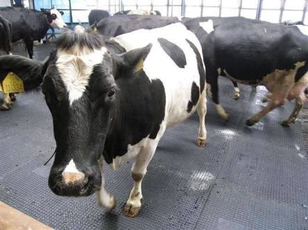 Cow Farm Mat