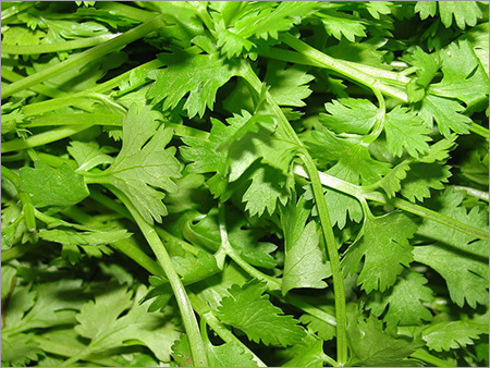 Leaves