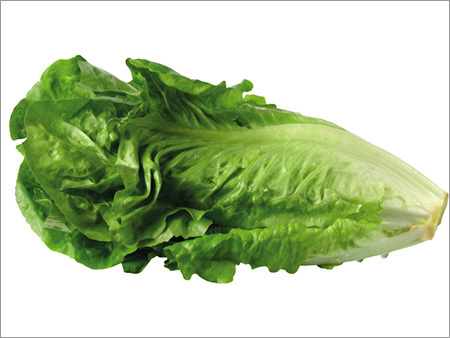 Green Lettuce