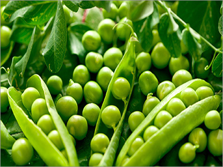 Green Frozen Peas - 8-10mm Size, 1kg Plastic Bag | Fresh Taste, Quick Cooking, Healthy Option