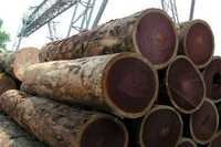 Rose Wood Logs - Density: 800 - 900 Kilogram Per Cubic Meter (kg/m3)