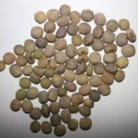 Guar Gum Seed