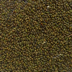 Black Sesbania Seeds
