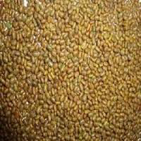 Sesbania Seeds