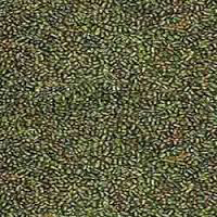 Green Sesbania Seeds