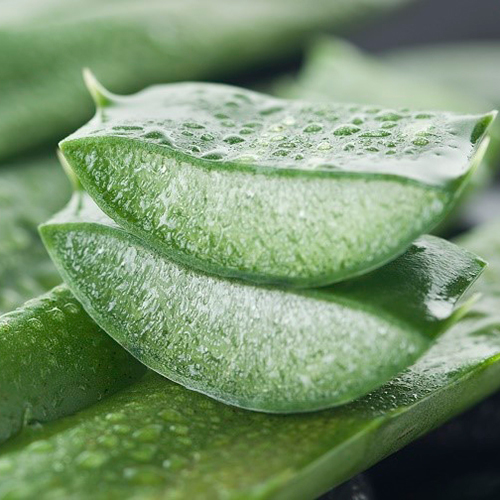 Aloe Vera Nursery Plant