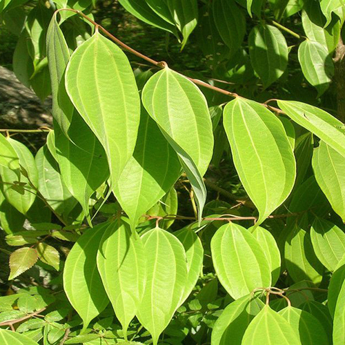 Cinnamomum Verum