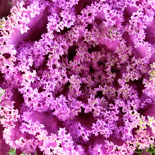 Growing Kale