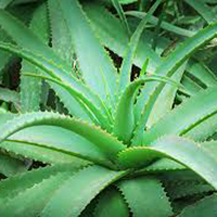 Aloe Vera Plant