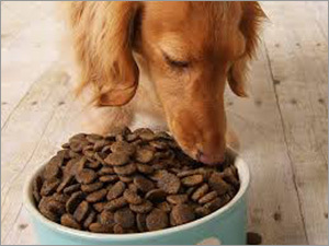 Dogs Supplements