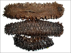 Sea Cucumber