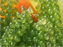 Sea Grapes