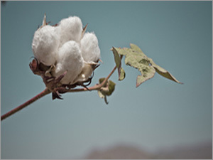Organic Cotton