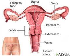 Removal of Uterus