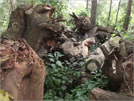 Rose Wood For Art Pieces