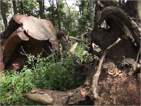Rose Wood Logs