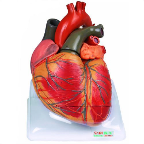 Heart Model
