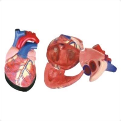 Jumbo Heart Model