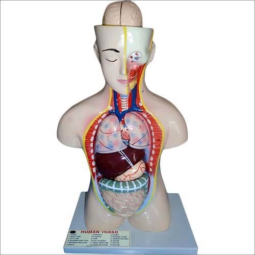 Female Anatomy Torso at best price in Ambala by Bio Medica Healthcare