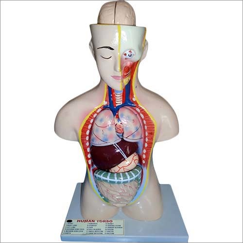 Torso 9 Parts