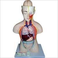 Biology Models