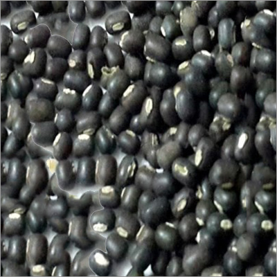 Black Gram
