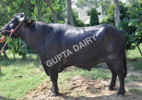 Murrah Bull - Color: Black