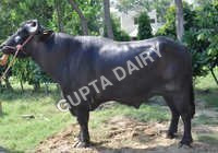 Murrah Bull - Color: Black