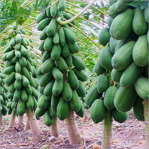 Tissue Culture Papaya