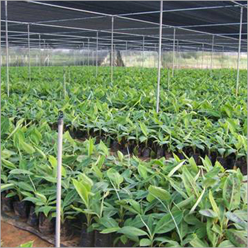 Tissue Culture Banana