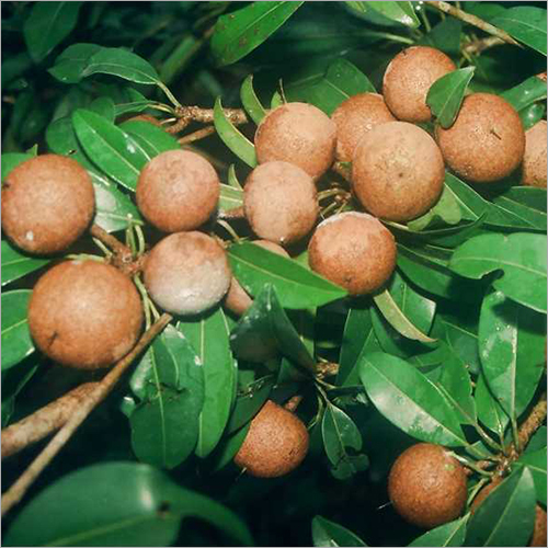 Sapota Farming