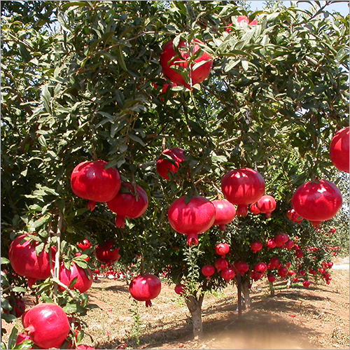 Pomegranate Farming